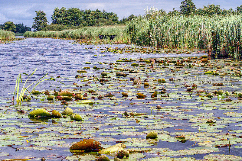 荷兰Zwartewaterland的自然保护区和景观de Wieden